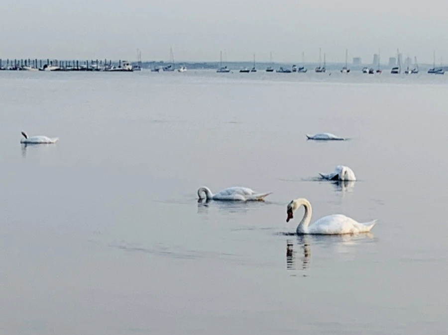 IMG_7816.jpg?type=w966