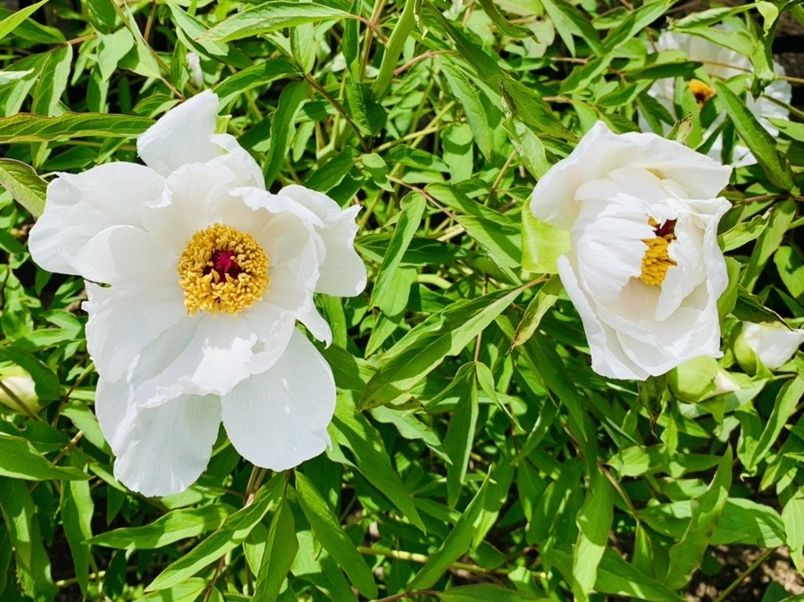 c87LSb7RO36b-1RIARA103CTKkE