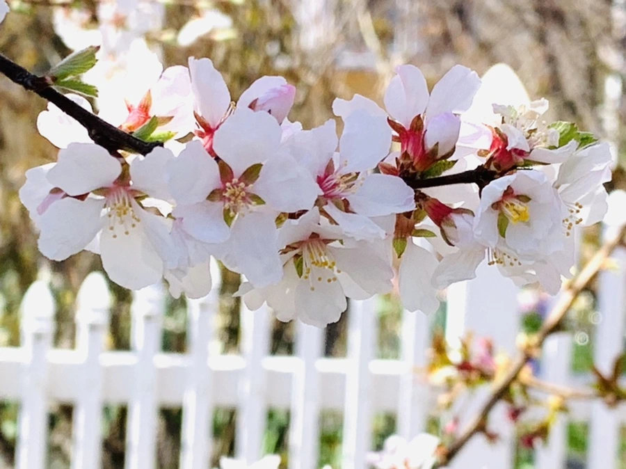 IMG_8106.jpg?type=w966