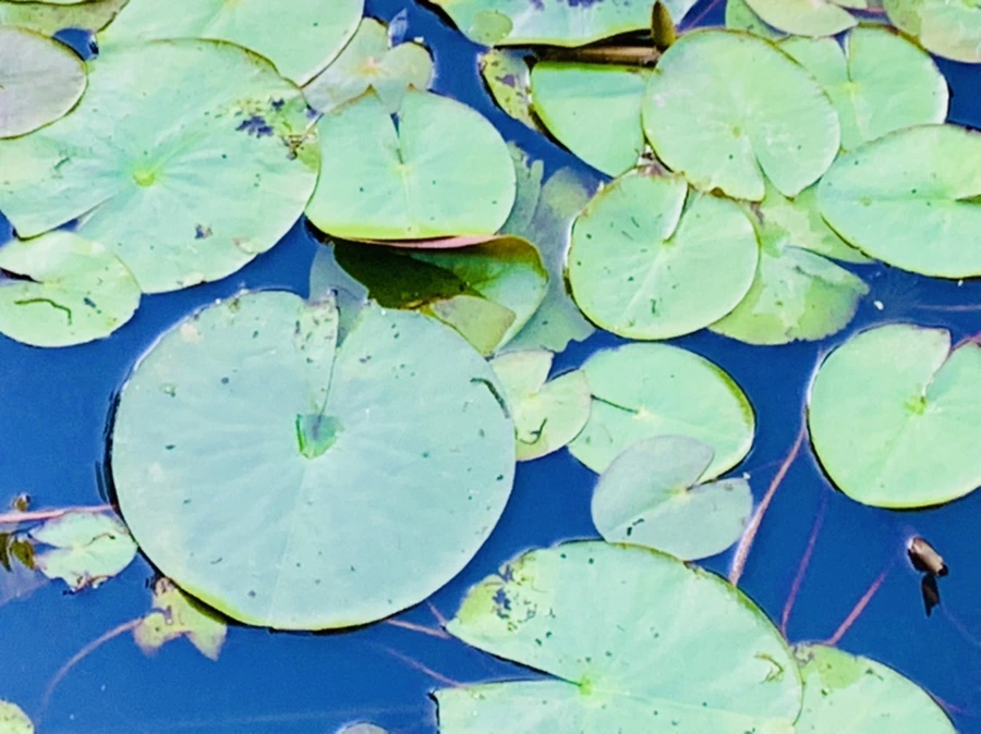 IMG_4293.jpg?type=w966