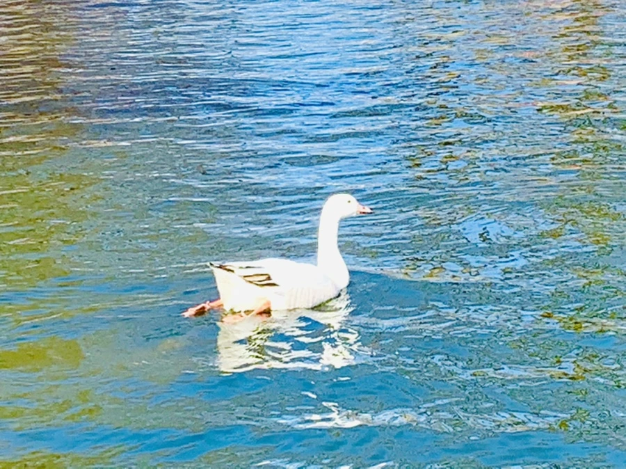 IMG_9945.jpg?type=w966