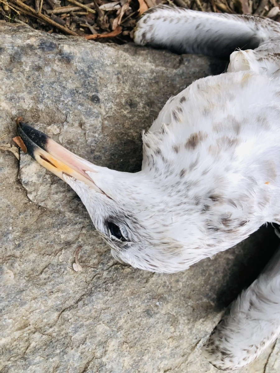 IMG_1932.jpg?type=w966