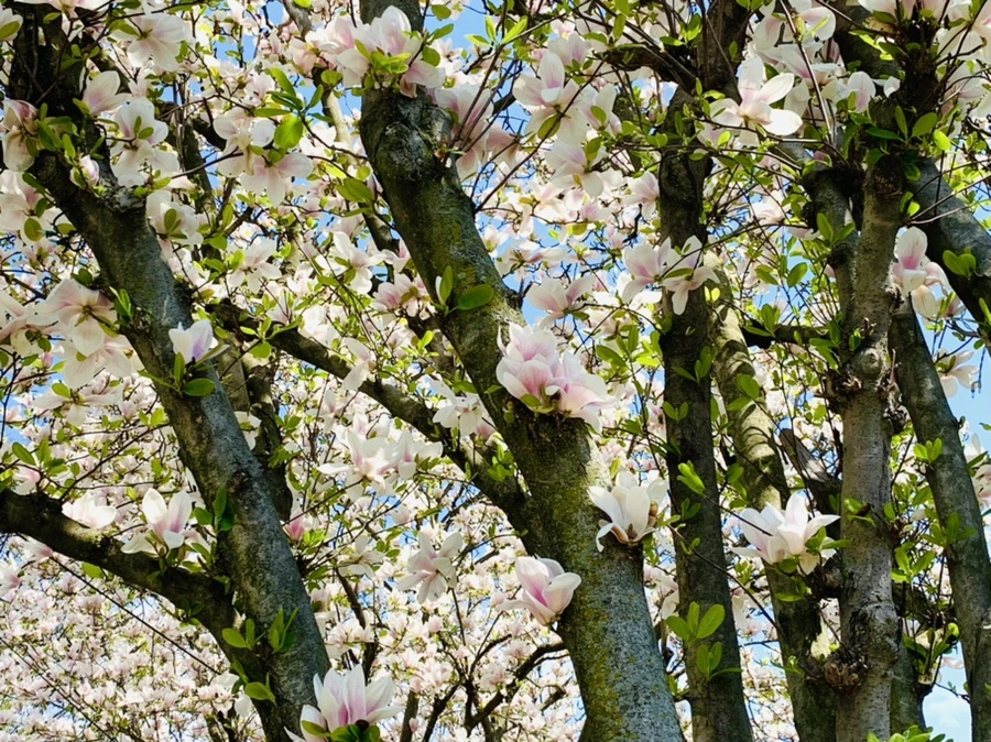 IMG_3924.jpg?type=w966