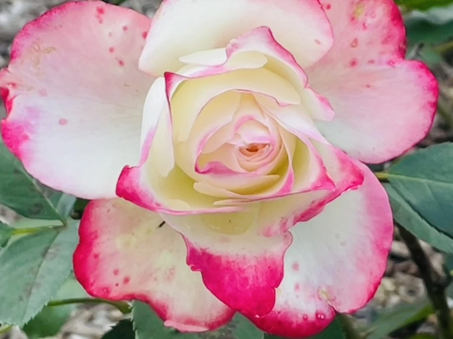 IMG_0162.jpg?type=w966