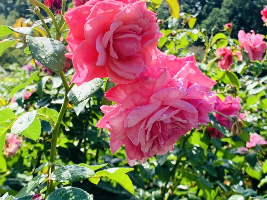 IMG_8393.jpg?type=w966