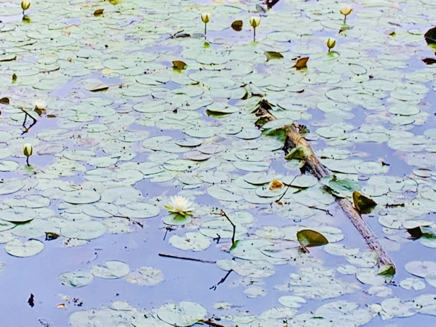 IMG_7779.jpg?type=w966