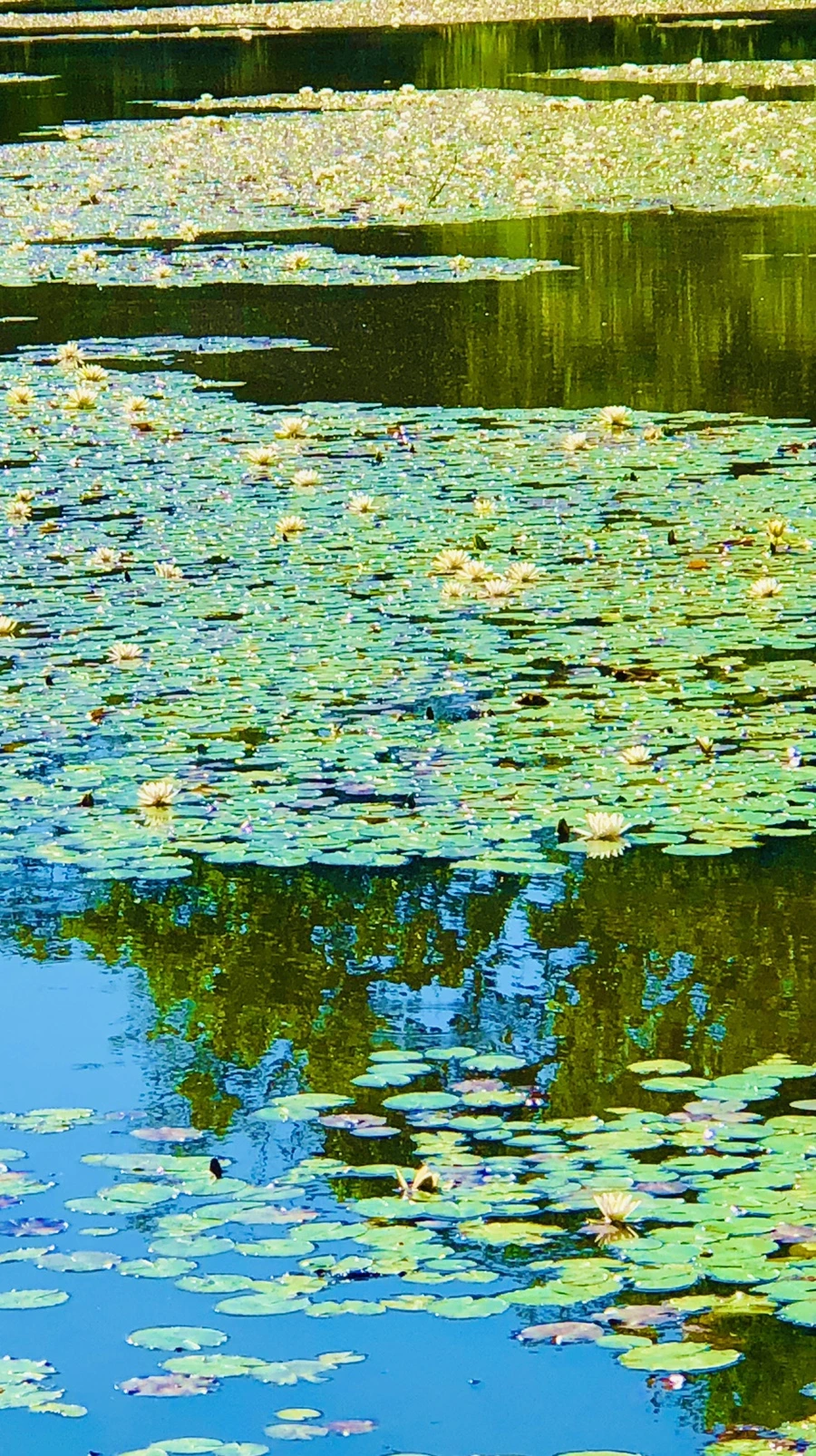 IMG_2318.jpg?type=w966