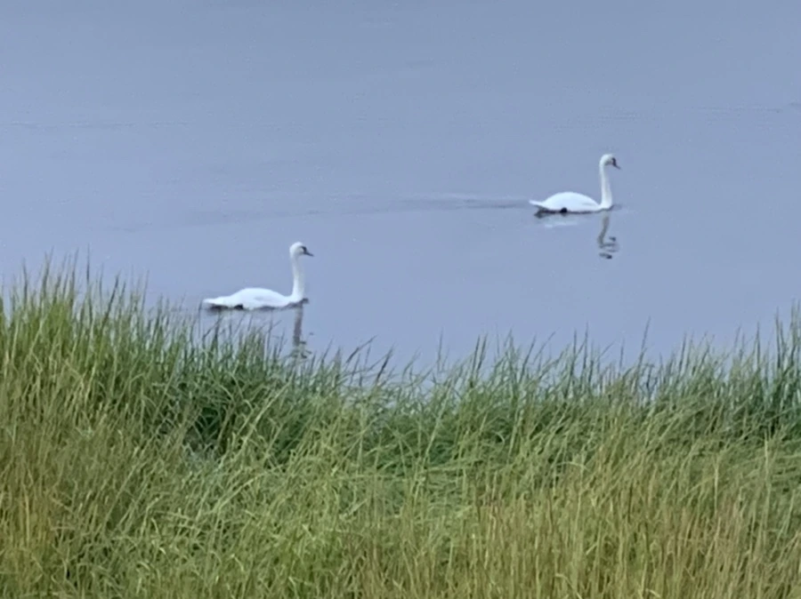 IMG_6652.jpg?type=w966