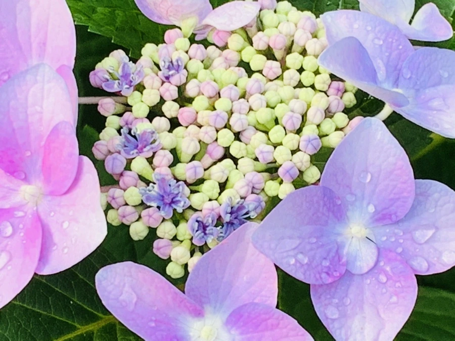 IMG_6043.jpg?type=w966