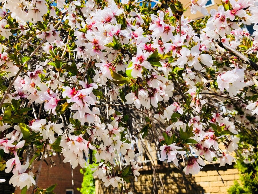 IMG_4435.jpg?type=w966