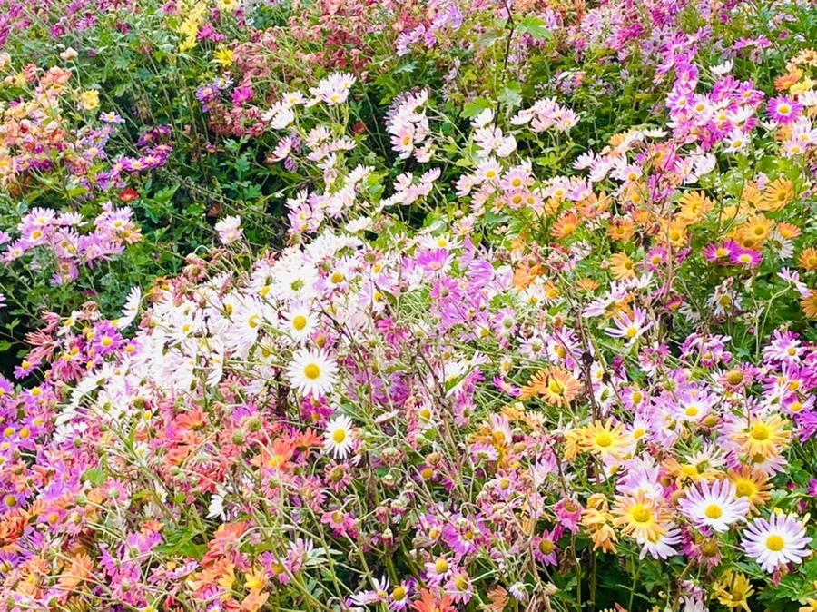 IMG_1225.jpg?type=w966