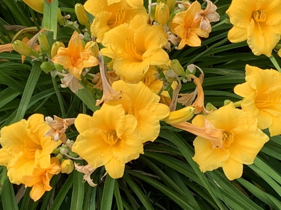 IMG_6038.jpg?type=w966