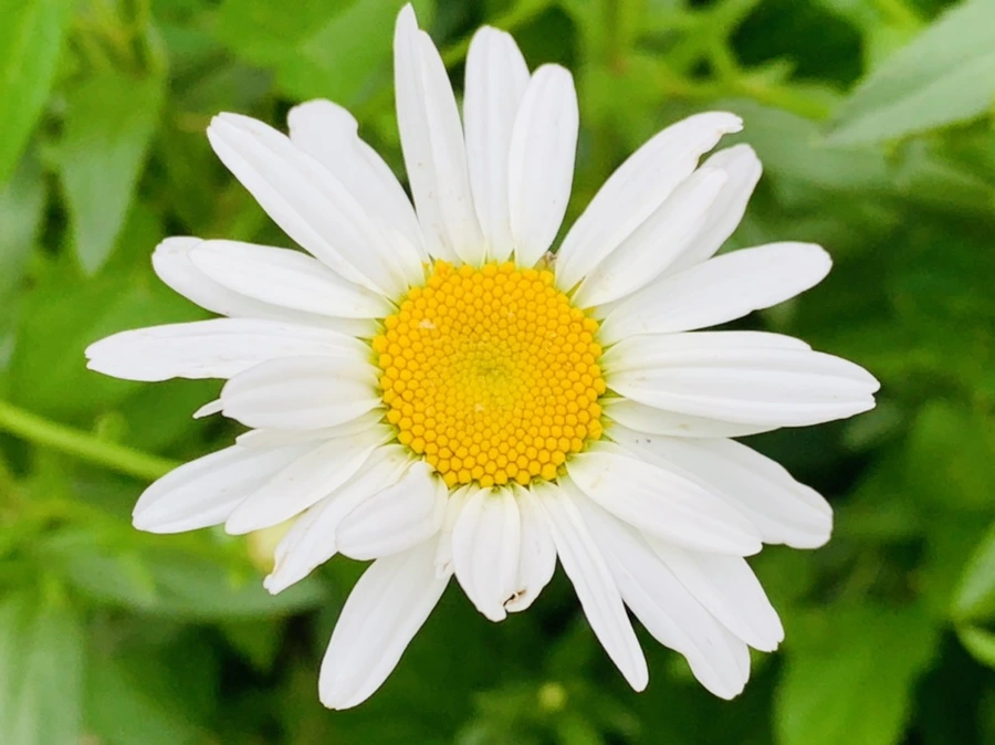 IMG_6966.jpg?type=w966