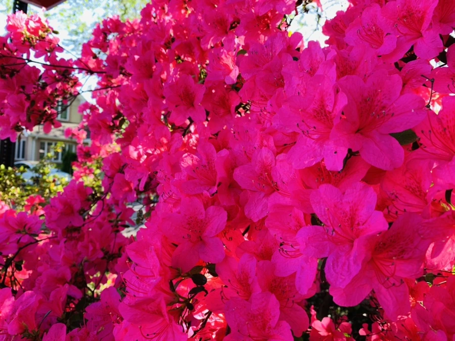 IMG_0617.jpg?type=w966