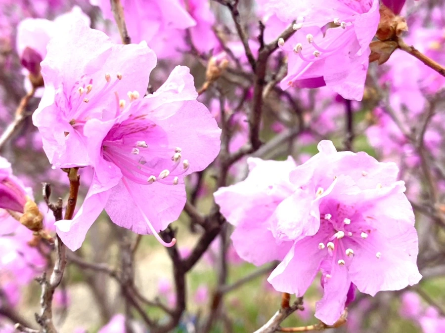 IMG_6134.jpg?type=w966