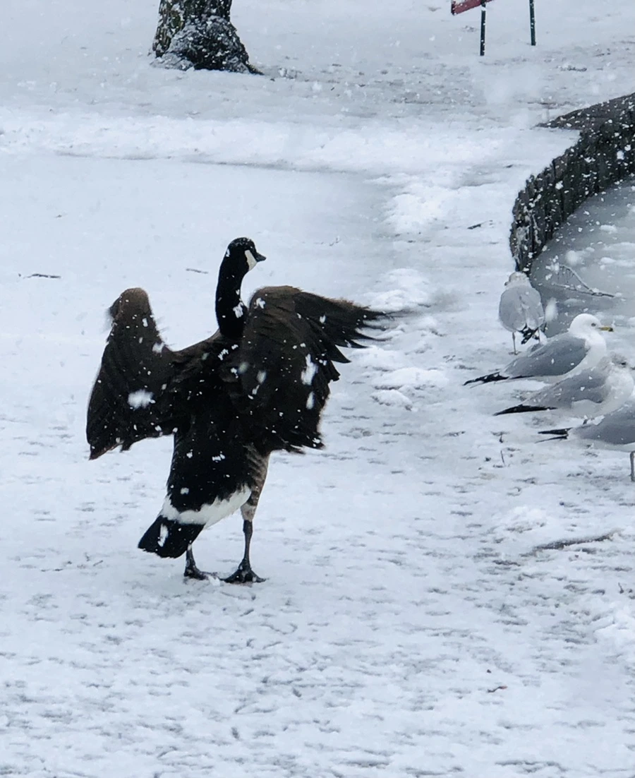 IMG_4200.jpg?type=w966