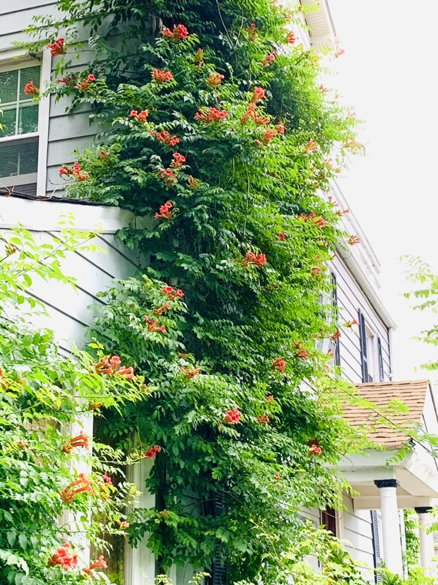 IMG_7153.jpg?type=w966