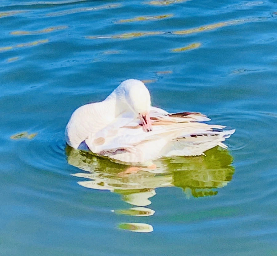 IMG_8940.jpg?type=w966