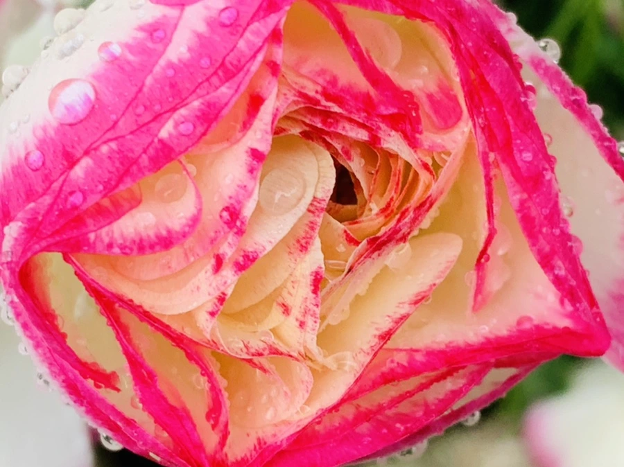 IMG_9439.jpg?type=w966