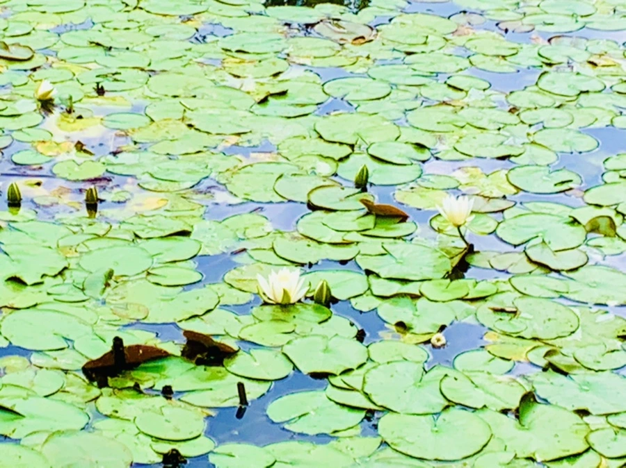 IMG_5194.jpg?type=w966