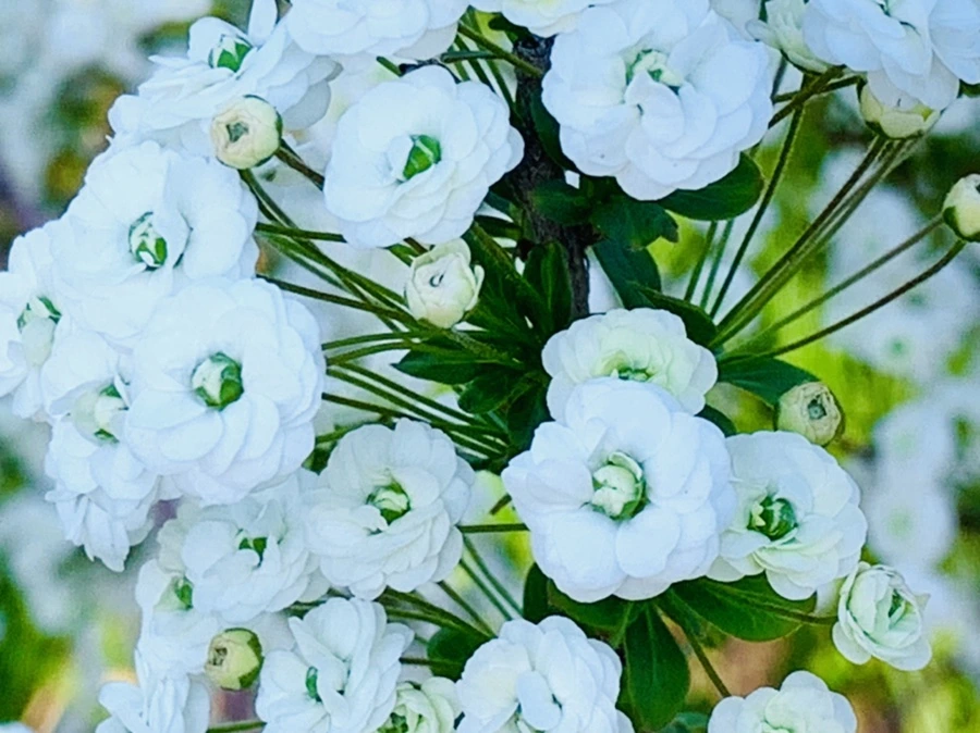 IMG_3311.jpg?type=w966