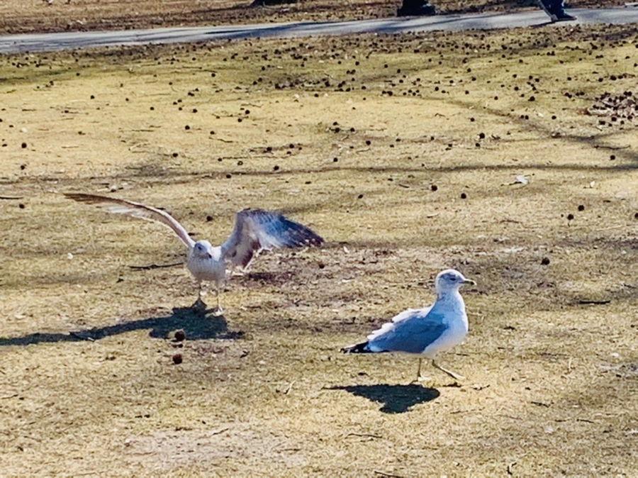 IMG_9295.jpg?type=w966