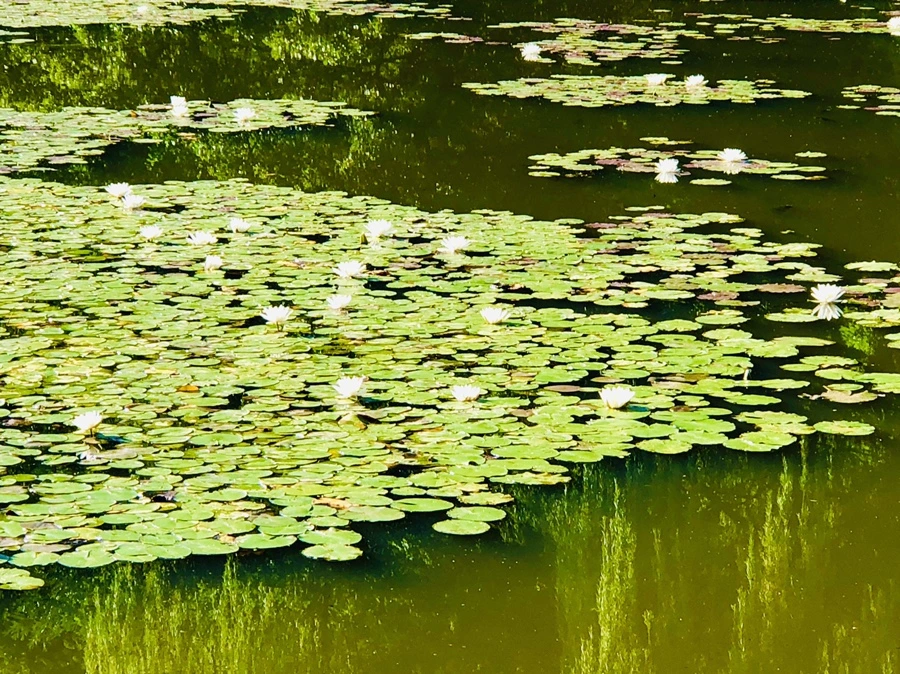 IMG_3971.jpg?type=w966