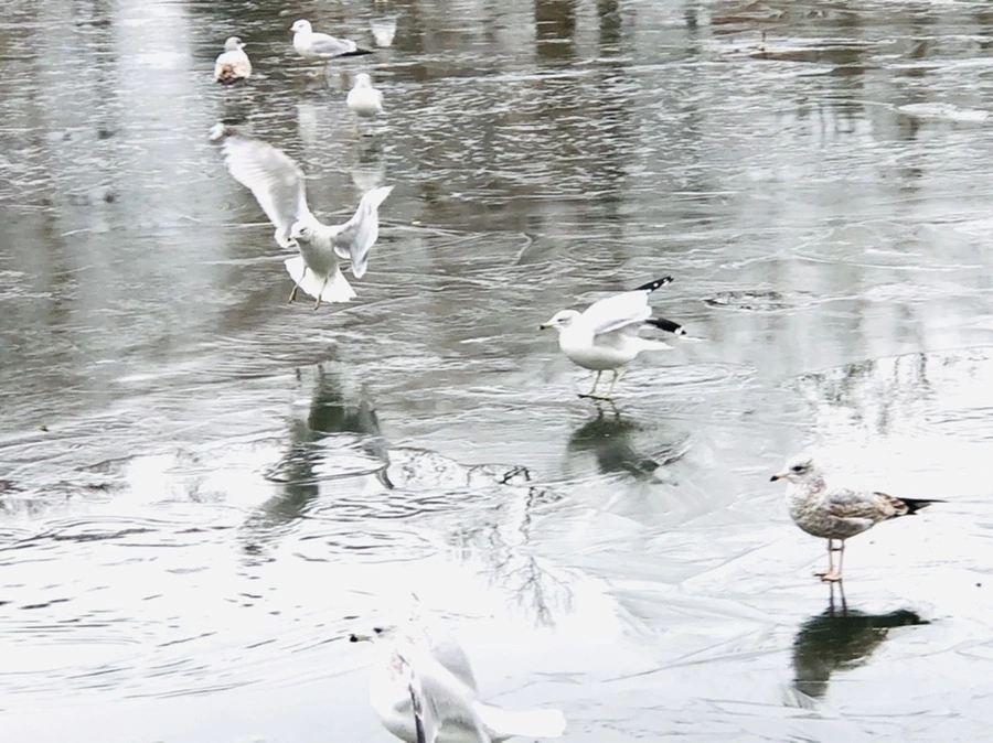 IMG_8910.jpg?type=w966