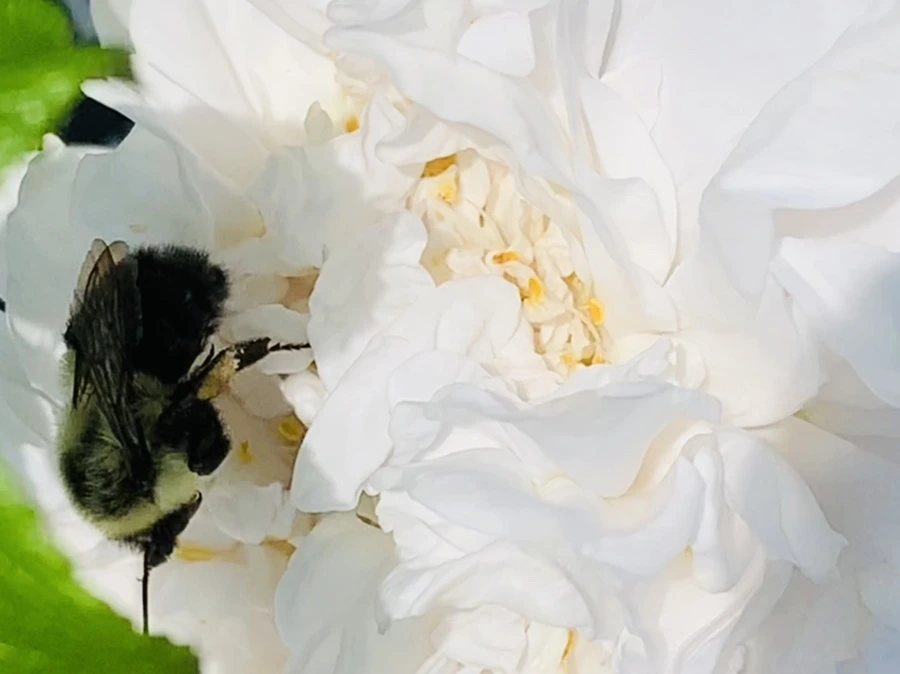 IMG_4171.jpg?type=w966