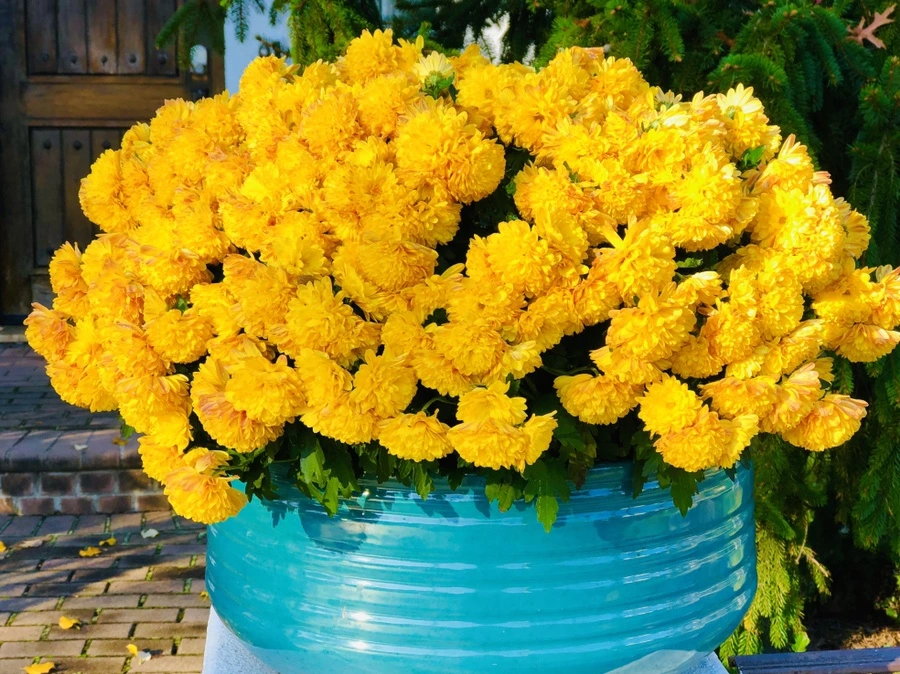 IMG_4628.jpg?type=w966