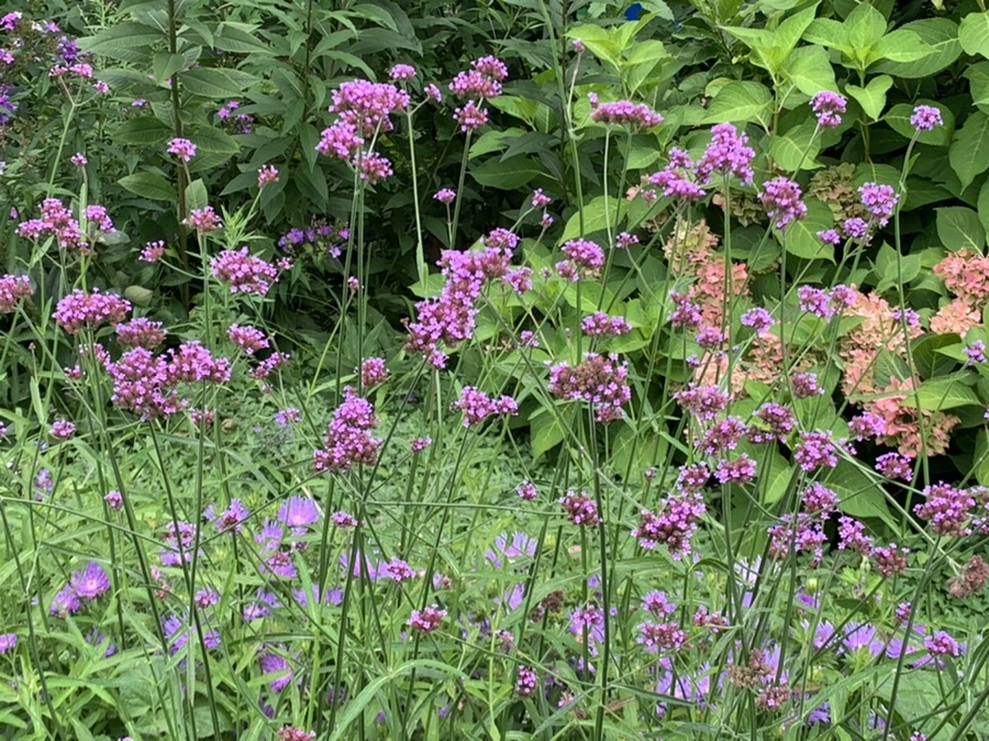 IMG_5091.jpg?type=w966