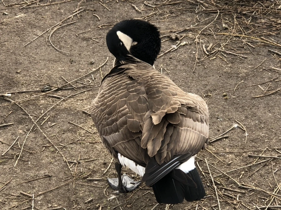 IMG_5066.jpg?type=w966