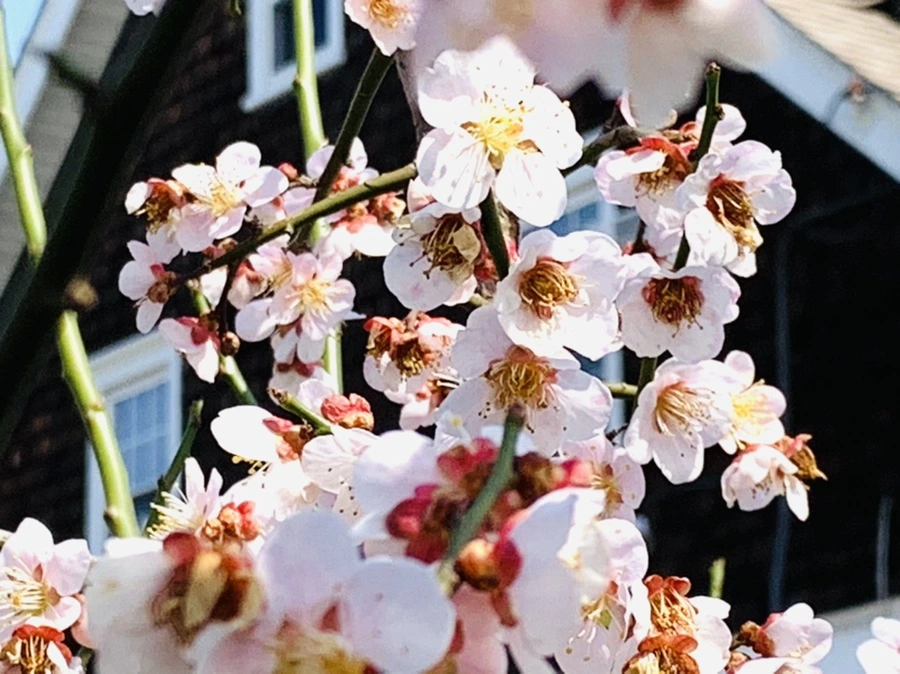 IMG_4190.jpg?type=w966