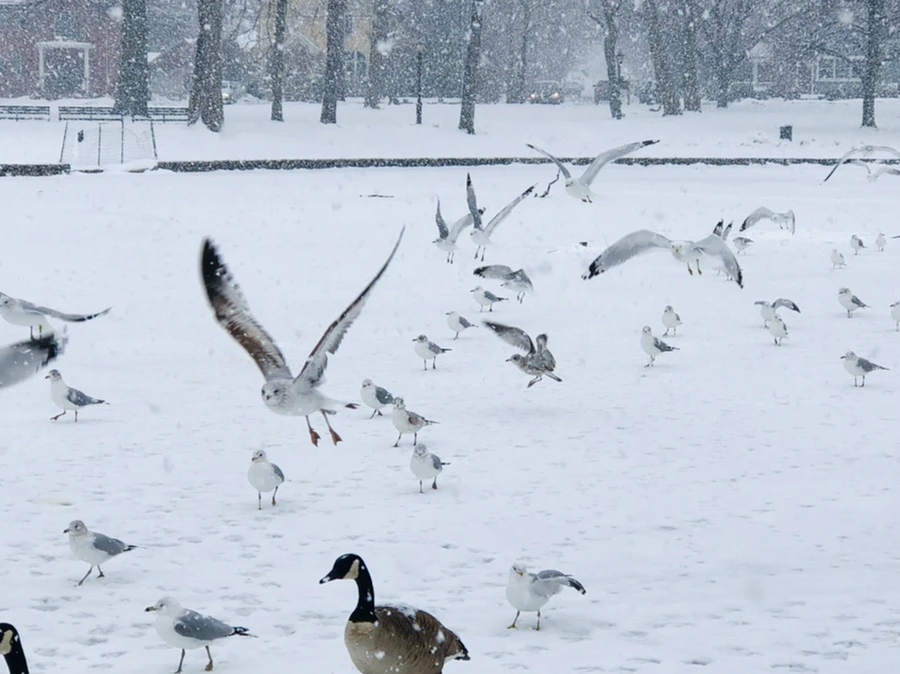 IMG_4168.jpg?type=w966