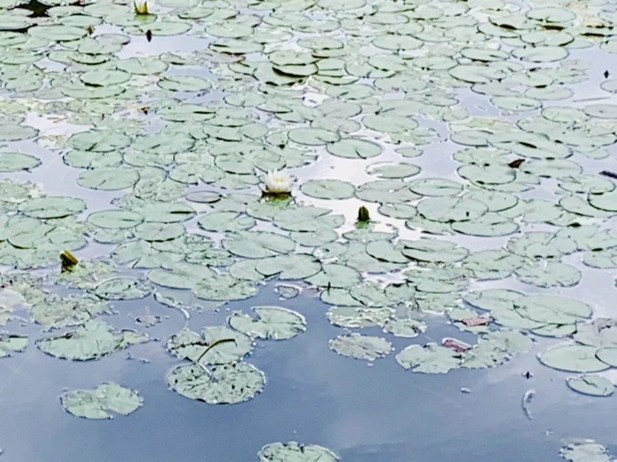 IMG_5244.jpg?type=w966