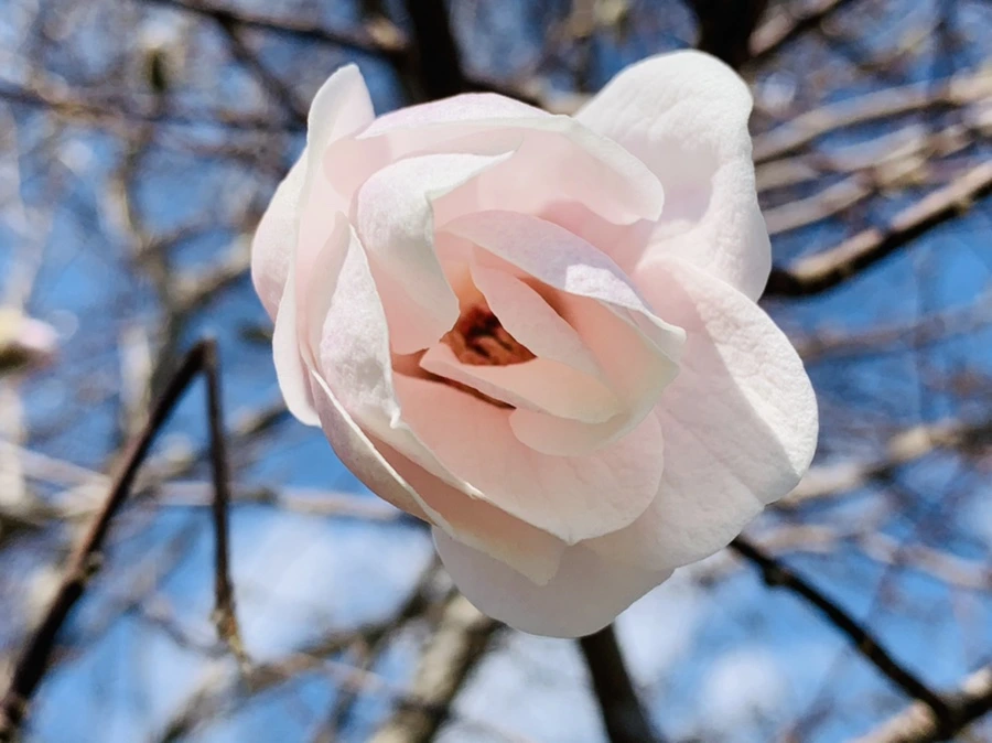 IMG_4352.jpg?type=w966