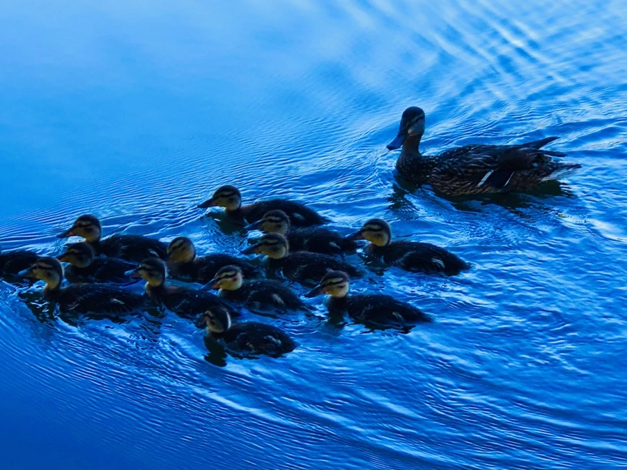 IMG_2708.jpg?type=w966