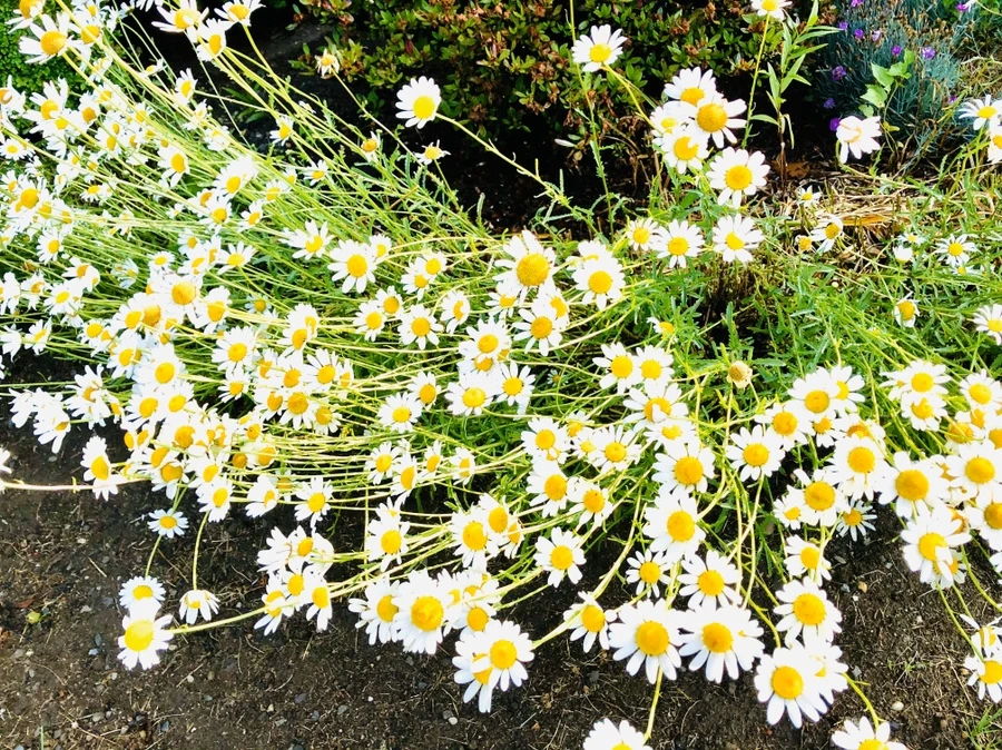 IMG_8302.jpg?type=w966