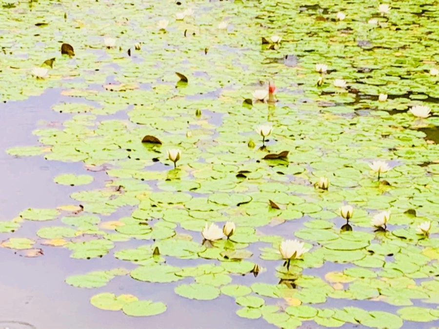 IMG_8368.jpg?type=w966