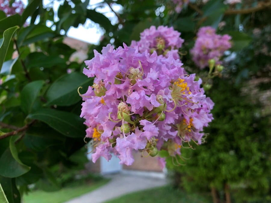 IMG_3795.jpg?type=w966