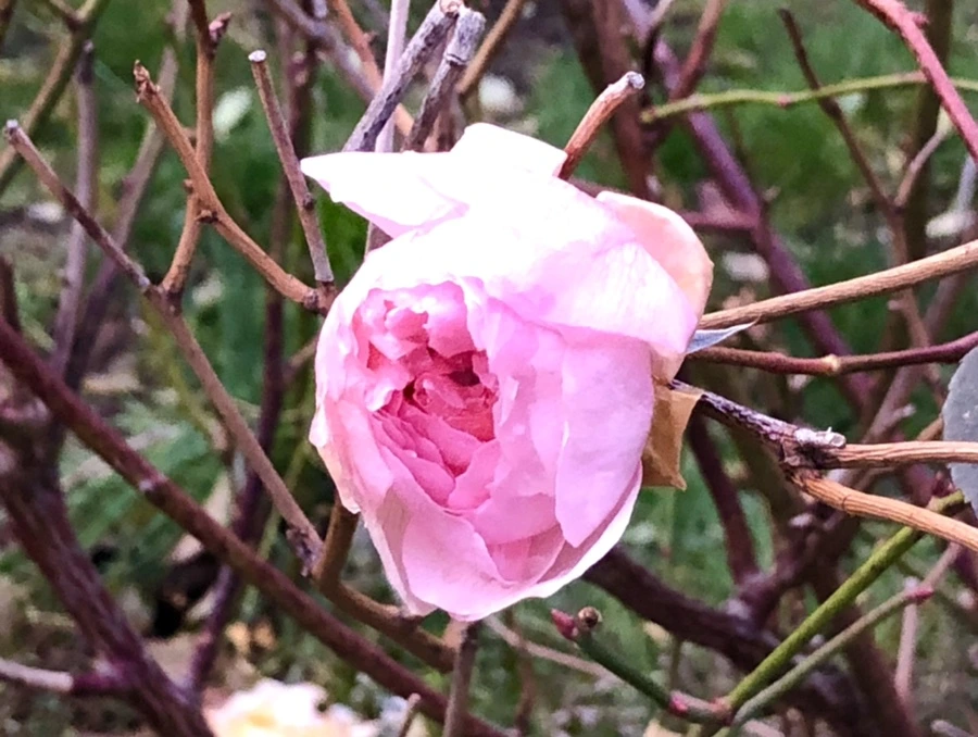 IMG_8233.jpg?type=w966