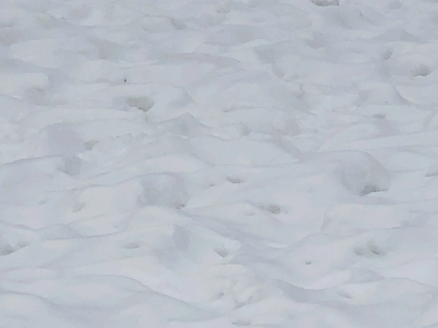 IMG_2350.jpg?type=w966