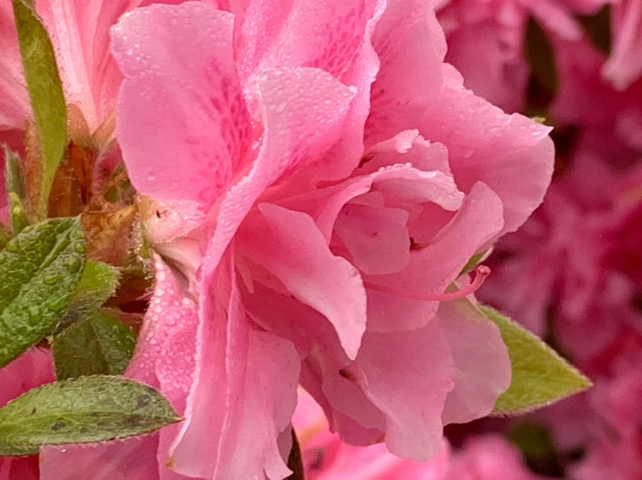 IMG_9688.jpg?type=w966