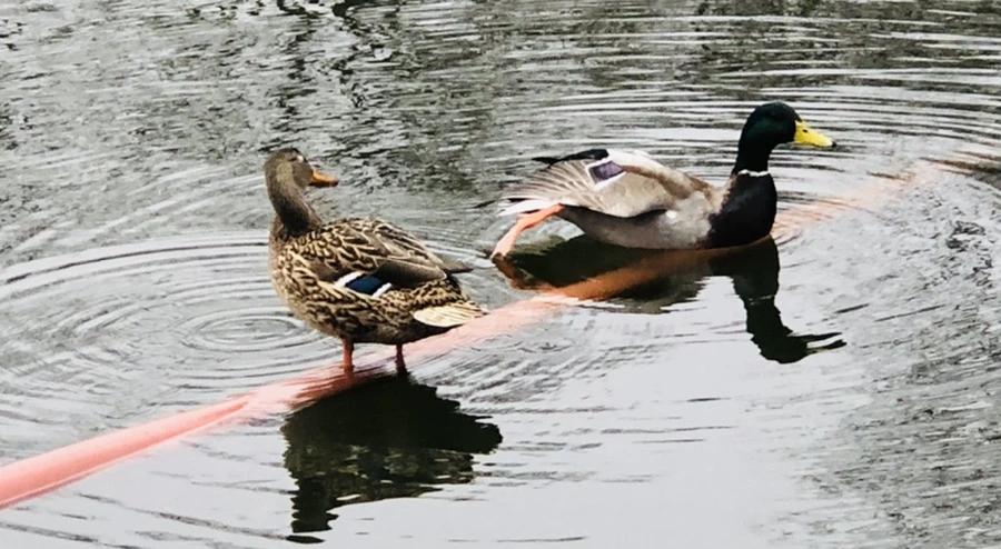 IMG_3343.jpg?type=w966