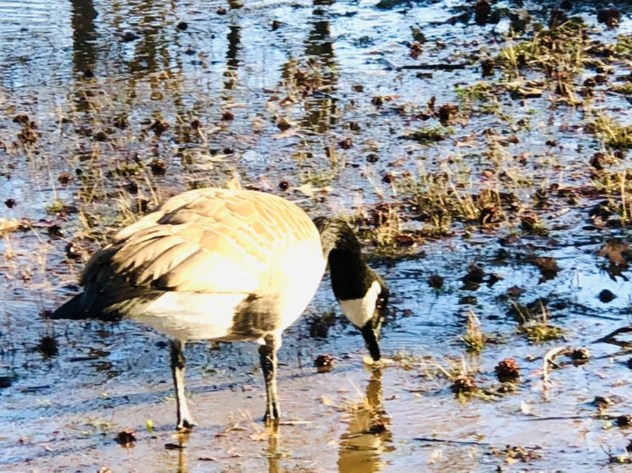 IMG_9306.jpg?type=w966