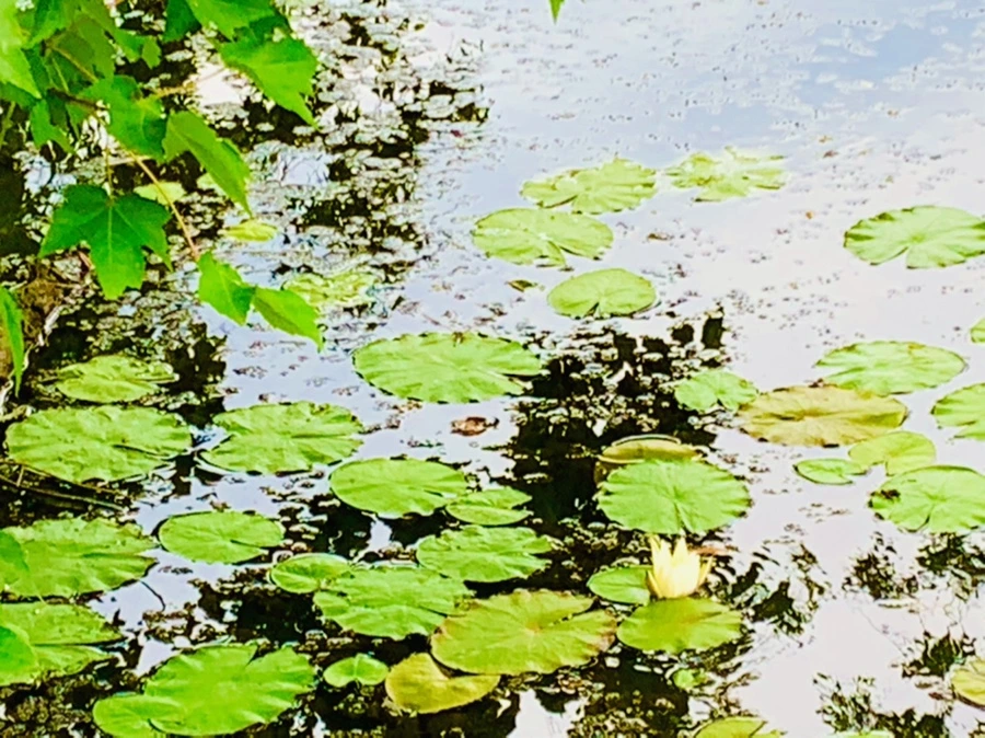 IMG_5155.jpg?type=w966