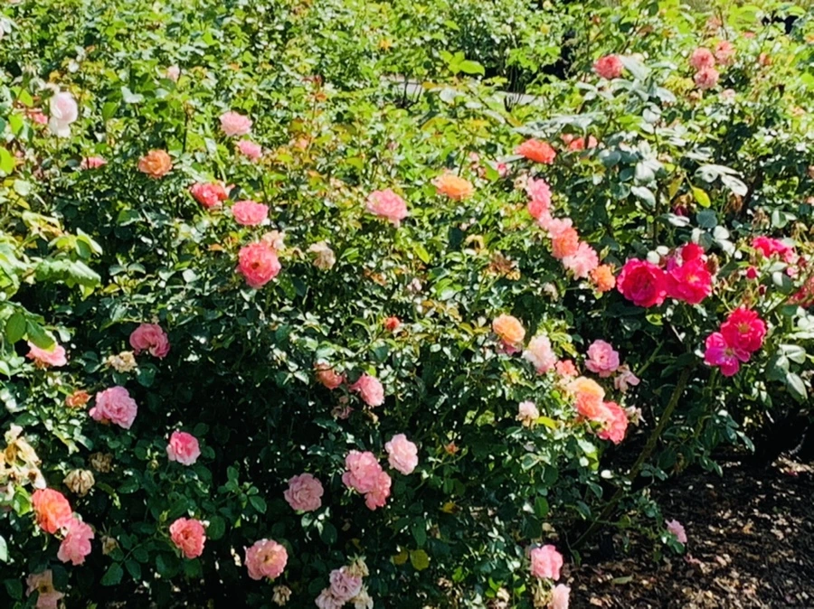 IMG_8464.jpg?type=w966