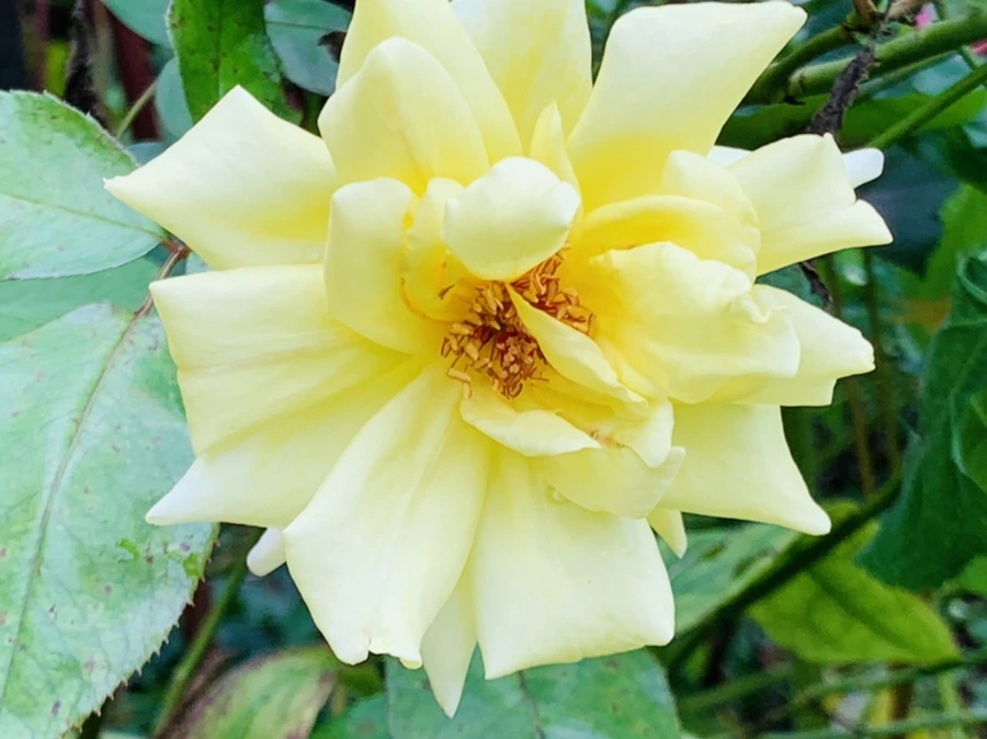 IMG_6970.jpg?type=w966