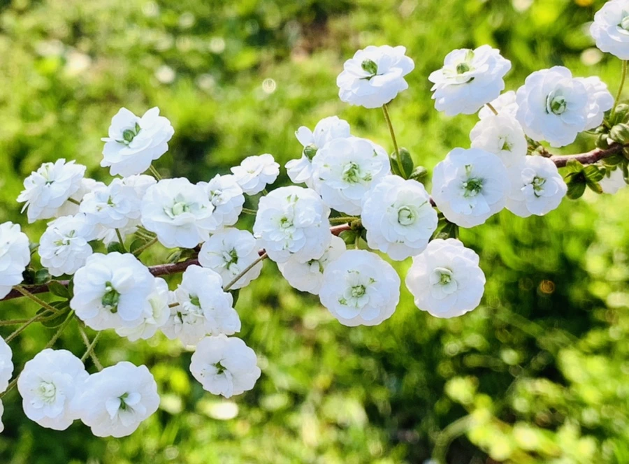 IMG_3273.jpg?type=w966