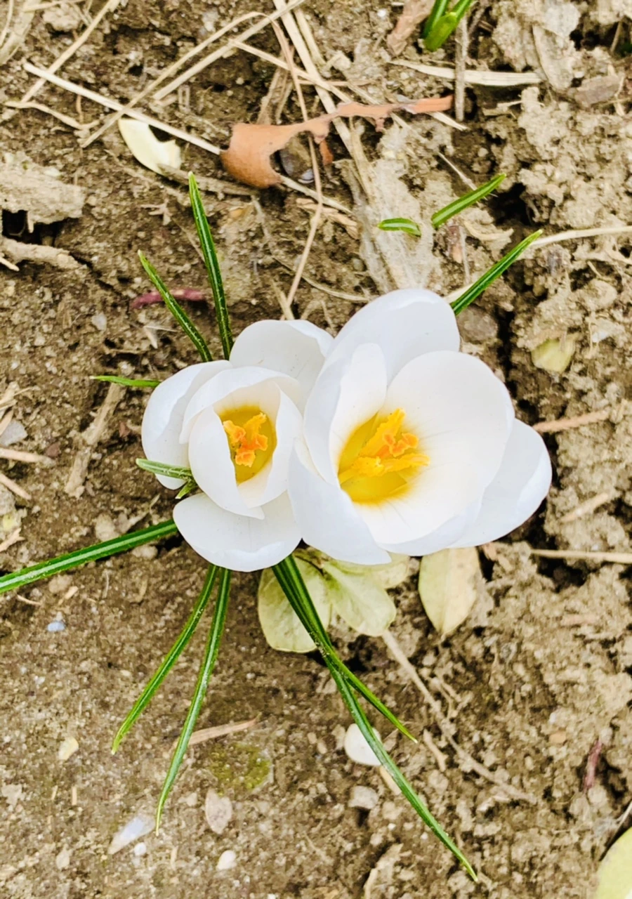 IMG_1667.jpg?type=w966